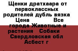 Щенки дратхаара от первоклассных  родителей(дубль вязка) › Цена ­ 22 000 - Все города Животные и растения » Собаки   . Свердловская обл.,Асбест г.